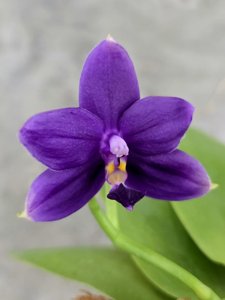 Phalaenopsis LL Blue Waltz
