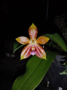 <i>Phalaenopsis</i> Fanla Octopus