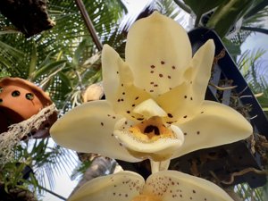 Stanhopea Nina Rach-ecornuta