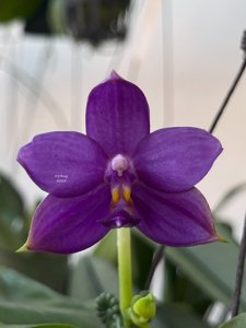Phalaenopsis LL Blue Waltz