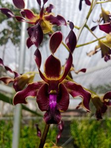 <i>Dendrobium</i> Tristan-Nazlah Nurdina