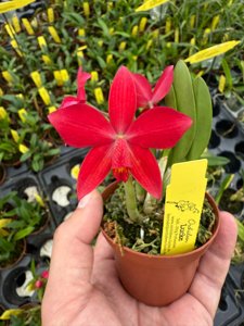 <i>Laelia</i> riograndensis-ghillanyi