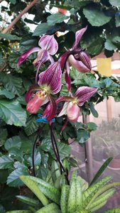 Paphiopedilum philippinense-Flame Heart