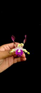 <i>Dendrobium</i> Kraikan Sirirungsi-Rums Beauty