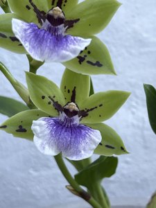 <i>Zygoneria</i> Amaranthine