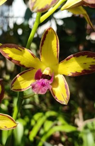 Dendrobium Thongchai Gold