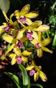 Dendrobium Thongchai Gold