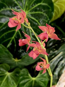 Mormodes Danielle Anastasia Gallagher