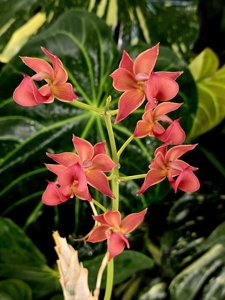 Mormodes Danielle Anastasia Gallagher