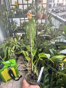 Coelogyne kinabaluensis-carinata