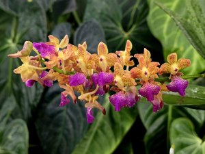 Perreiraara Bangkok Sunset