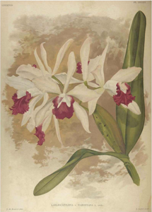 Cattleya irrorata