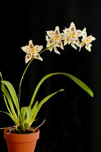 Oncidium marriottianum