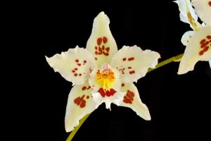 Oncidium marriottianum