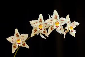 Oncidium marriottianum