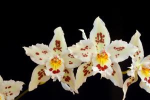 <i>Oncidium</i> x <i>marriottianum</i>