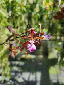 Encyclia camagueyensis