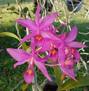 Guarianthe laelioides