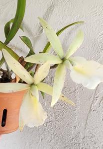 Brassocattleya Hippodamia