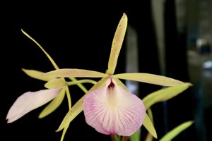 Brassocattleya Hippodamia