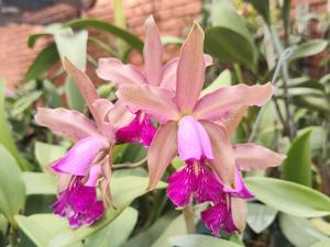 Cattleya Bertheauana