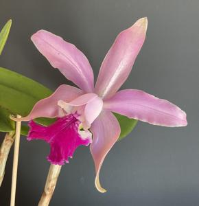 Cattleya Bertheauana