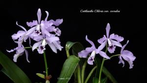 Cattlianthe Chloris