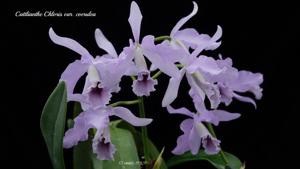 Cattlianthe Chloris