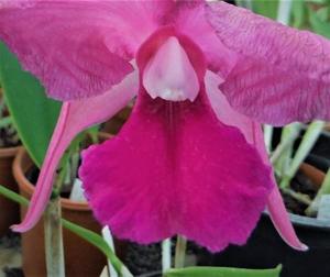 Cattleya Clarkiae