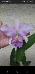 Cattleya Eros (1895)