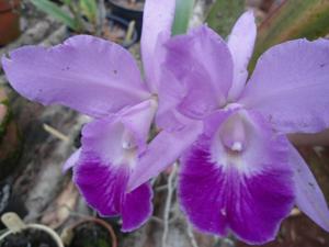 <i>Cattleya</i> Hecate