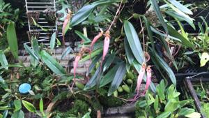 Bulbophyllum Fascination