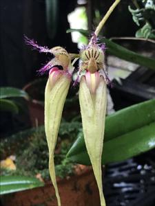 Bulbophyllum Fascination