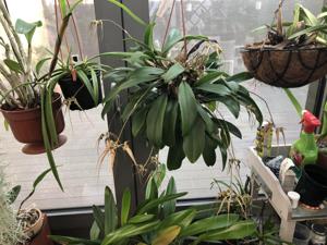 Bulbophyllum Louis Sander