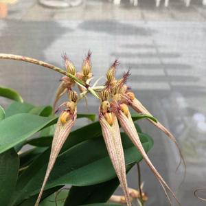 Bulbophyllum Louis Sander