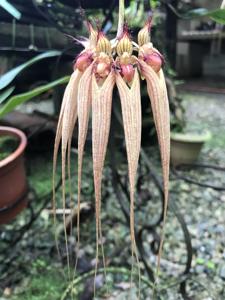 Bulbophyllum Louis Sander