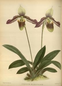 <i>Paphiopedilum</i> Chloroneurum