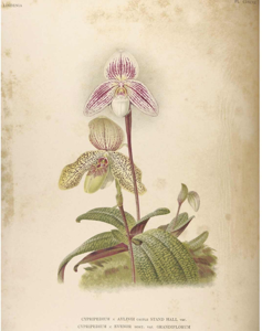 <i>Paphiopedilum</i> Evenor