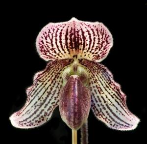 Paphiopedilum Iona