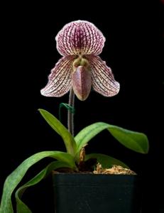 Paphiopedilum Iona