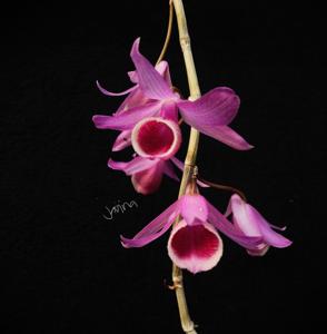 Dendrobium Adastra