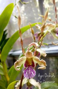 <i>Dendrobium</i> Devesianum