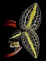 <i>Dossisia</i> Dominyi