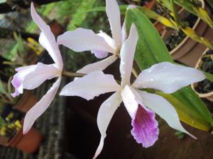 Cattleya Cypheri
