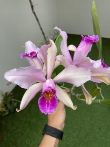 Cattleya Cypheri