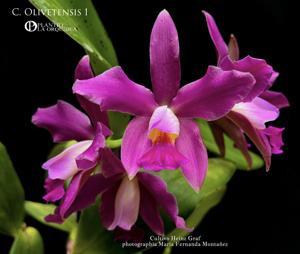 <i>Cattleya</i> Olivetensis 1