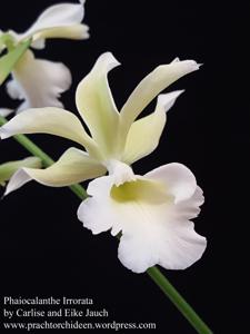Phaiocalanthe Irrorata
