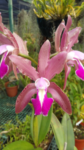 <i>Cattleya</i> Wilsoniana
