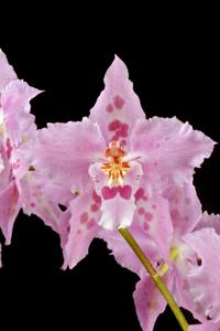 <i>Oncidium</i> Wickhamensis