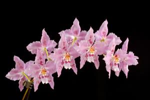 Oncidium Wickhamensis